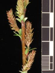 Salix repens. Female catkins.
 Image: D. Glenny © Landcare Research 2020 CC BY 4.0
